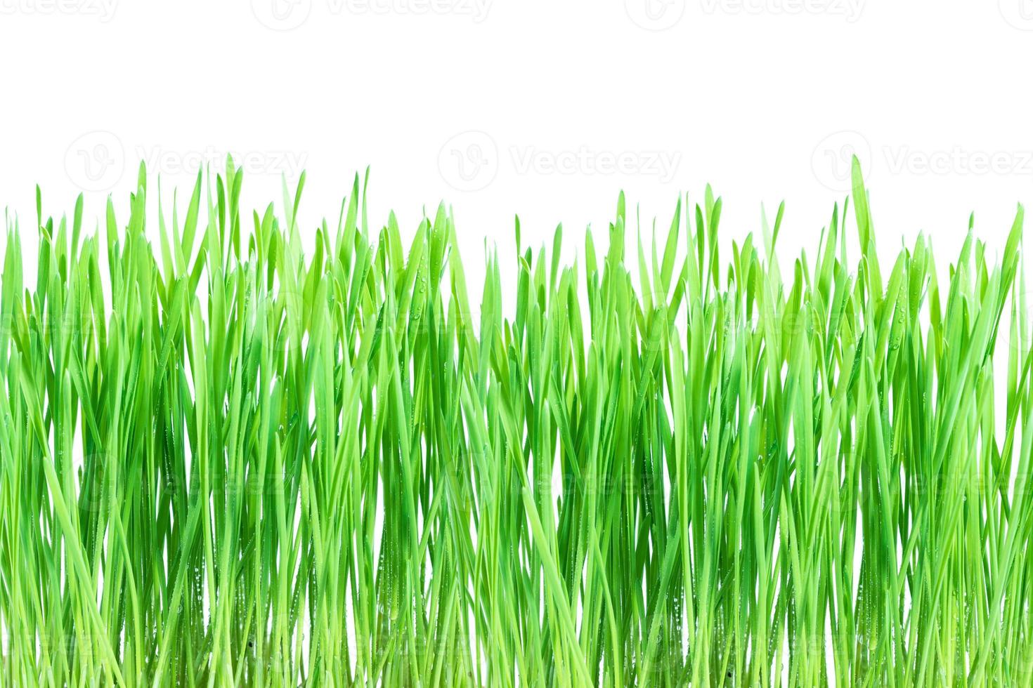 Fresh green wheat grass with drops dew on white photo