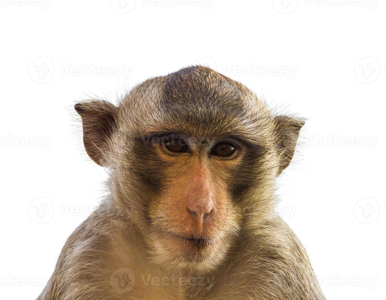 Macaque monkey isolated on white photo