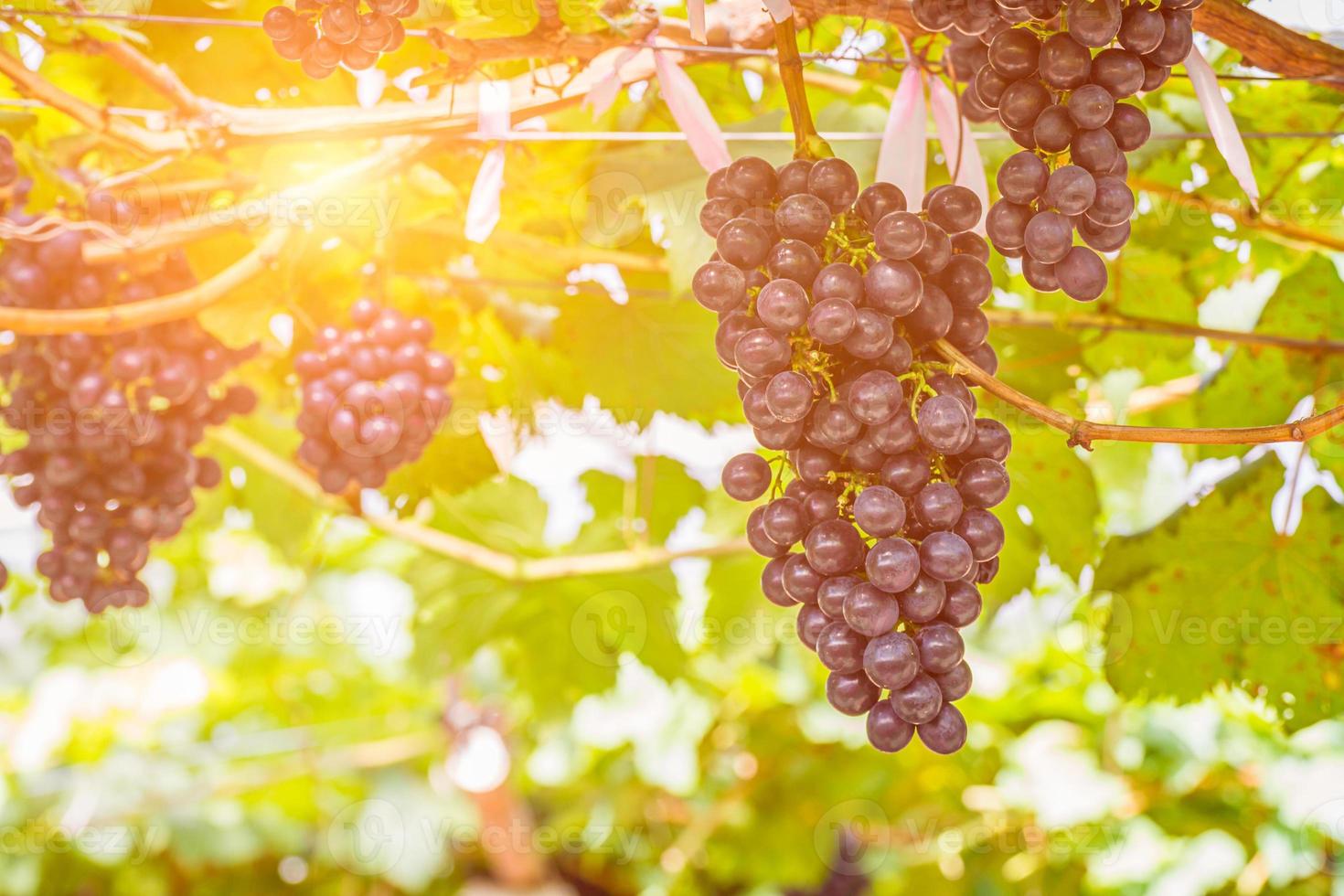 uvas rojas en el viñedo listas para la cosecha foto