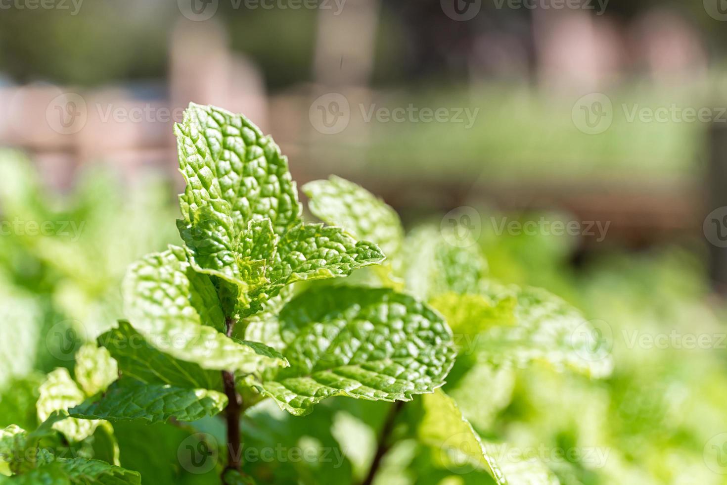 planta de menta cultivada en huerta foto