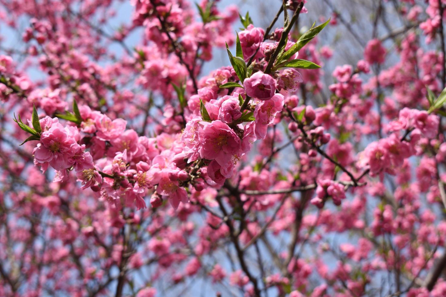 cerrar flor de durazno en plena floración durante la primavera, japón  7261913 Foto de stock en Vecteezy