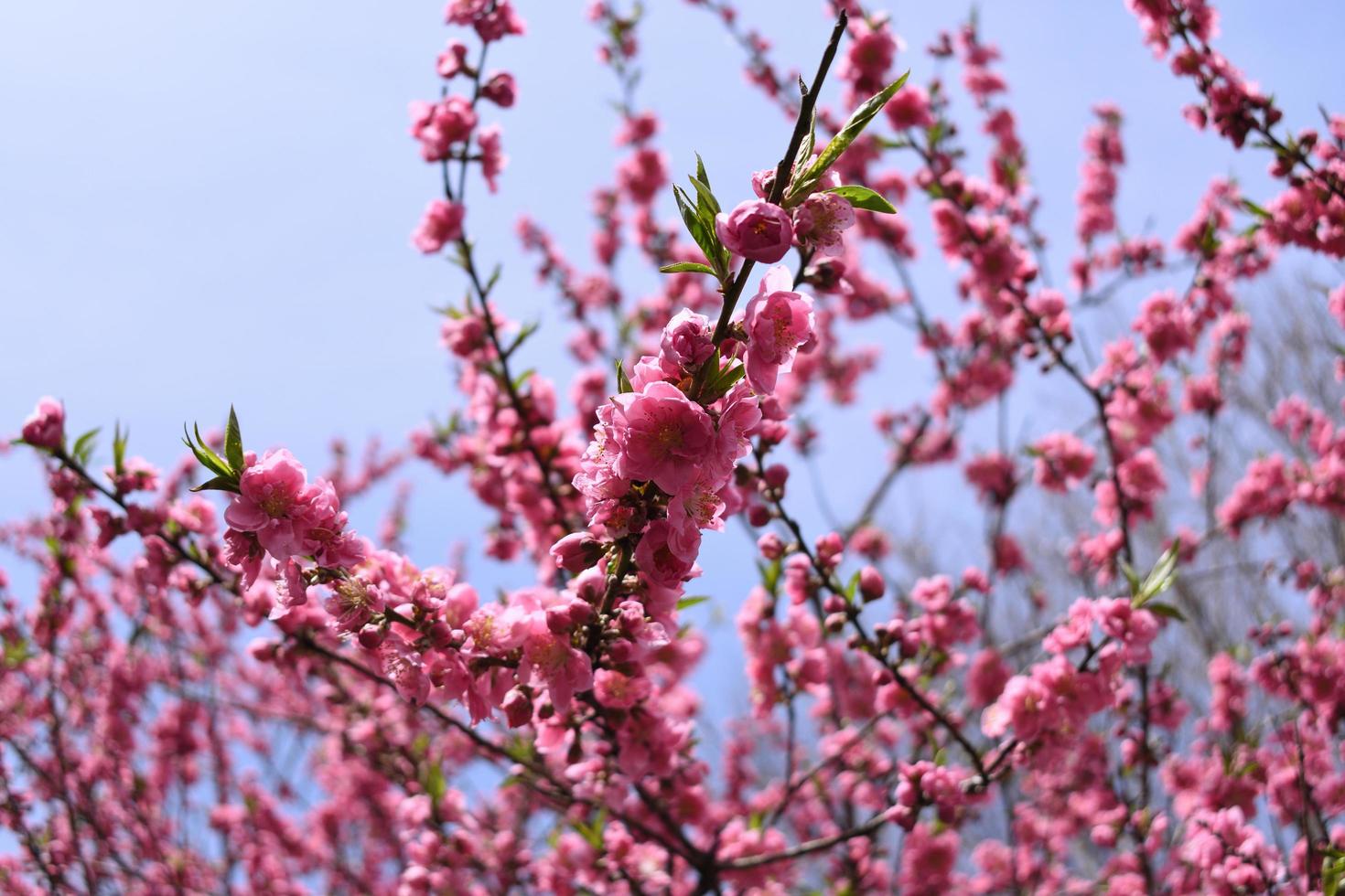 Peach blossom in full bloom during spring time with copy space sky background on the left. photo