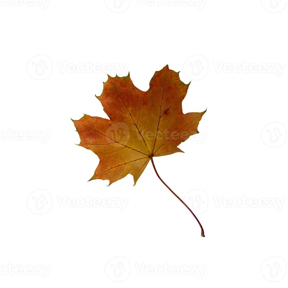 Bright maple leaf clipping path, isolated element on white background, seasonal autumn colorful mood photo