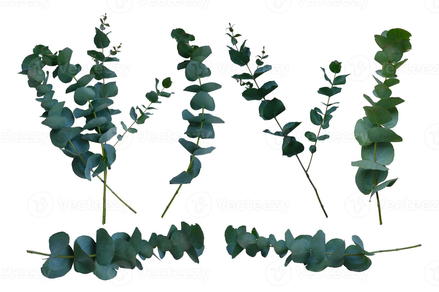 Eucalyptus evergreen plant branches set with bright green leaves close-up of cutout floral object on the white background, decor element for any design, clipping path photo