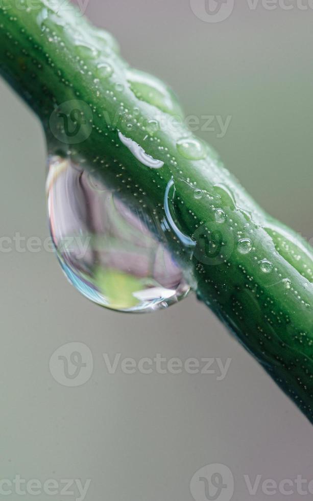 Tropical green leaves background. Summer concept. photo