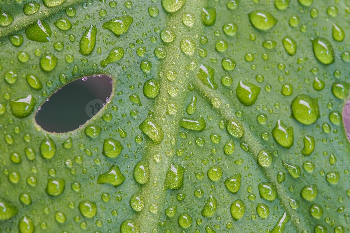 Tropical green leaves background. Summer concept. photo