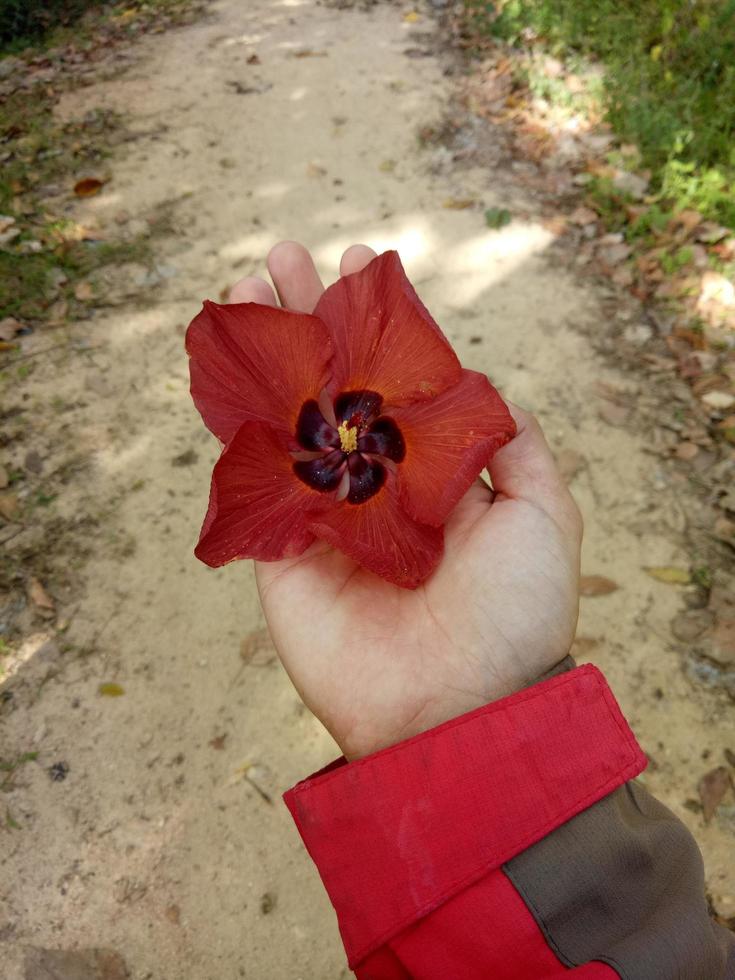 hand holding a leaf photo