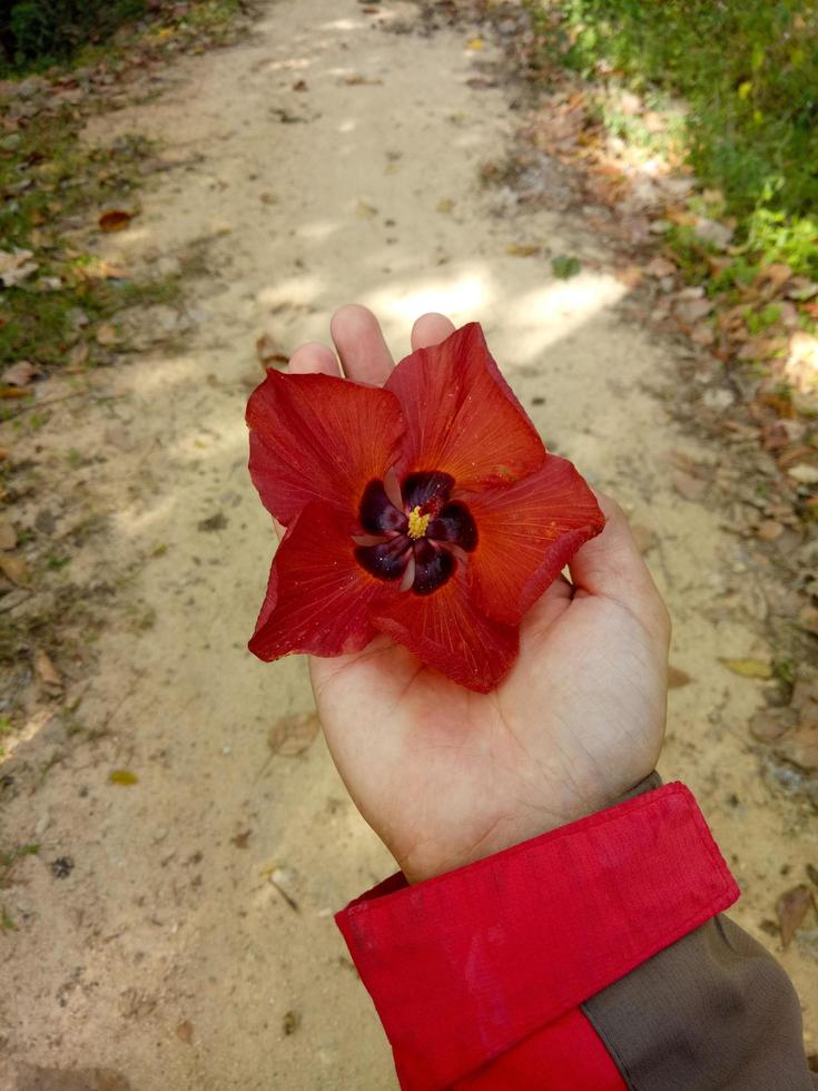 hand holding a leaf photo