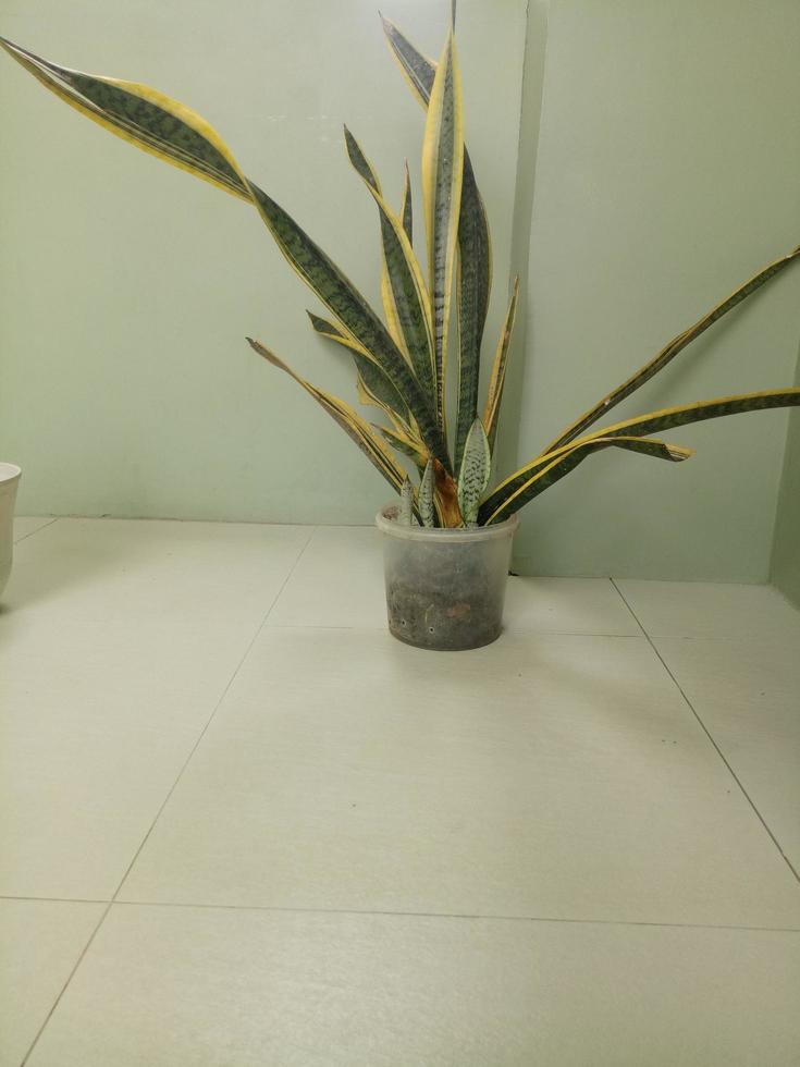 House plant in pot photo