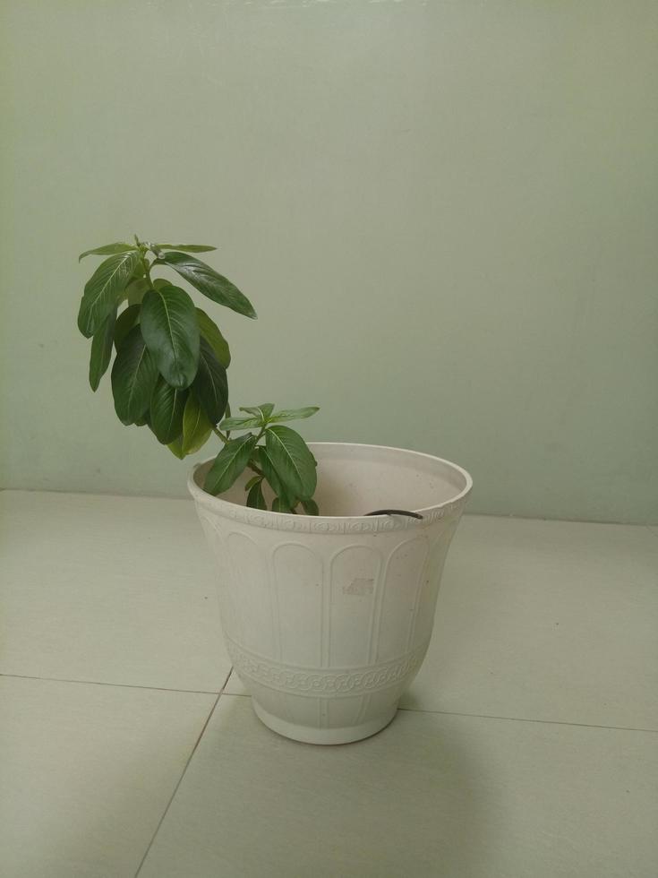 House plant in pot photo