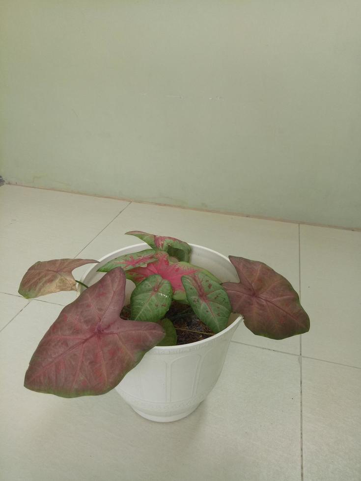 House plant in pot photo