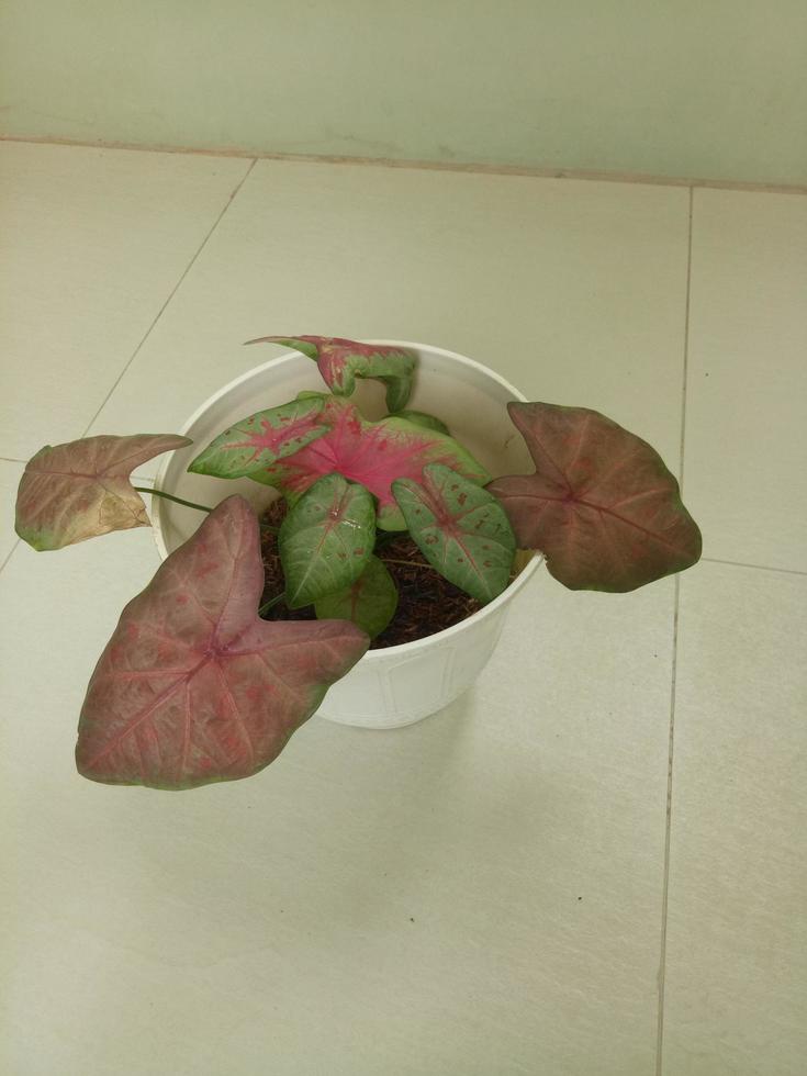 House plant in pot photo