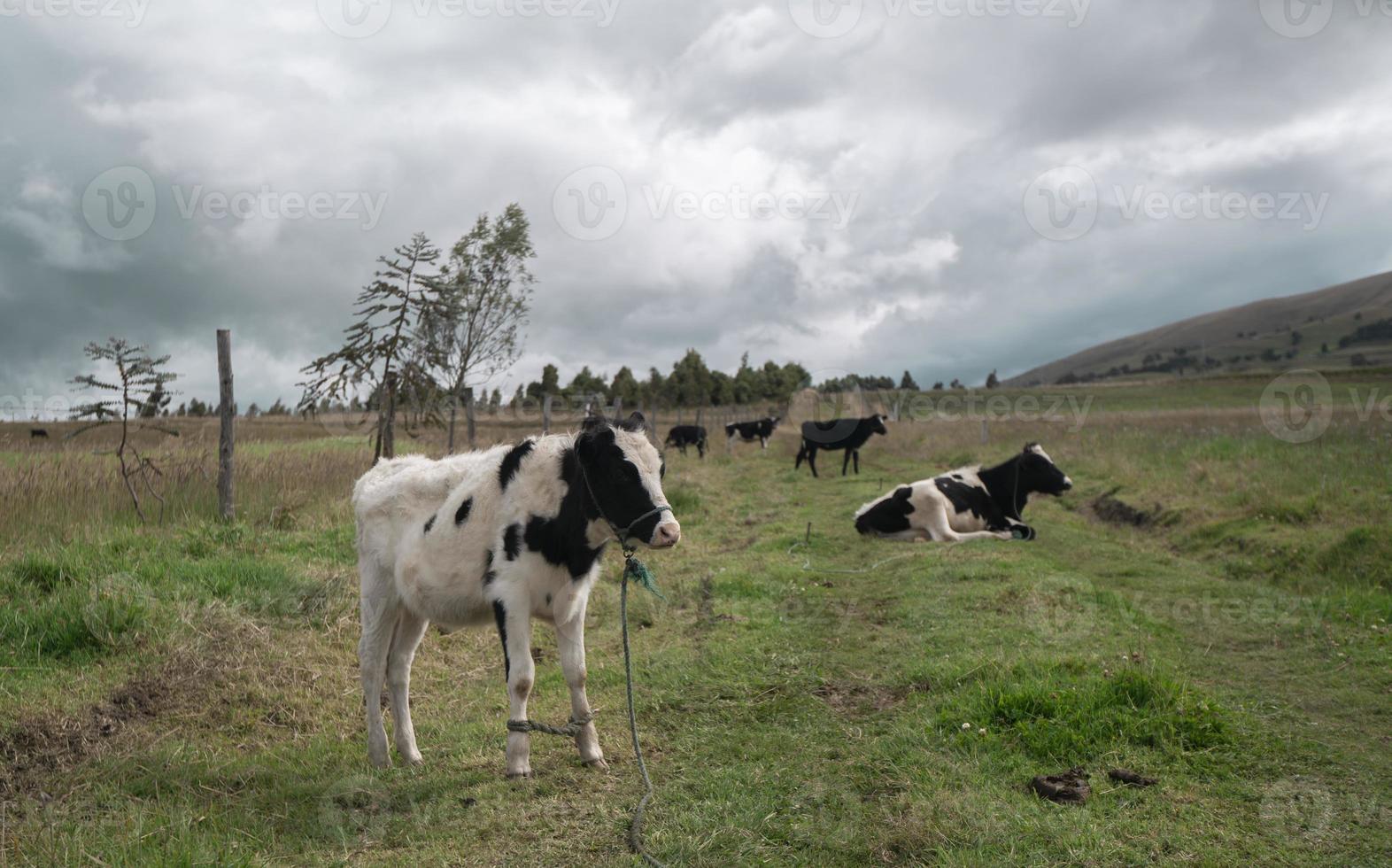 becerro en primer plano pastando en un campo verde dentro de una granja durante un día nublado foto