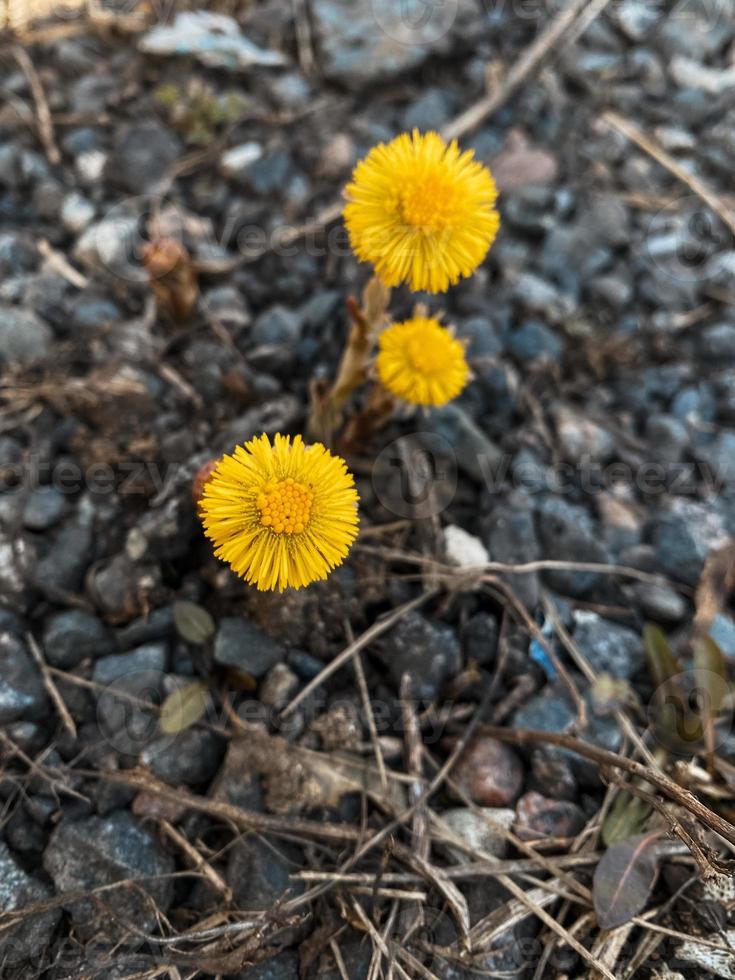 Three blooming yellow flowers coltsfoot among stones, grass and twigs. Beautiful early spring plant in natural growth conditions, natural background. Vertical photo