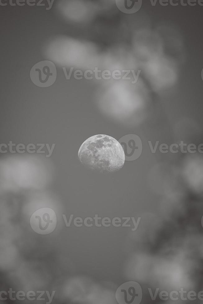 Connecticut-The Moon seen through the blossoming flowers photo