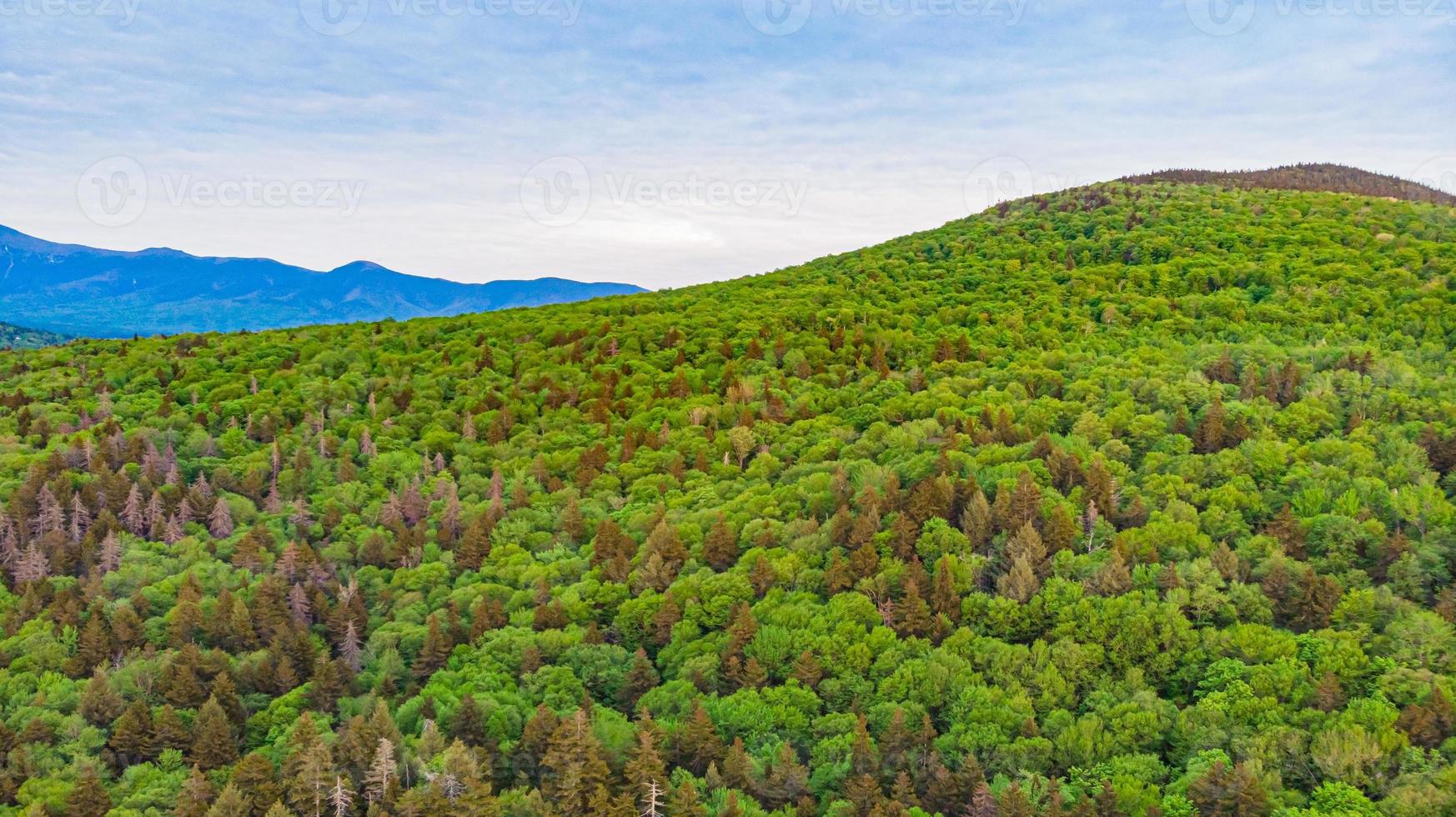 The Angled view of Mountain with Dark Brown Trees photo