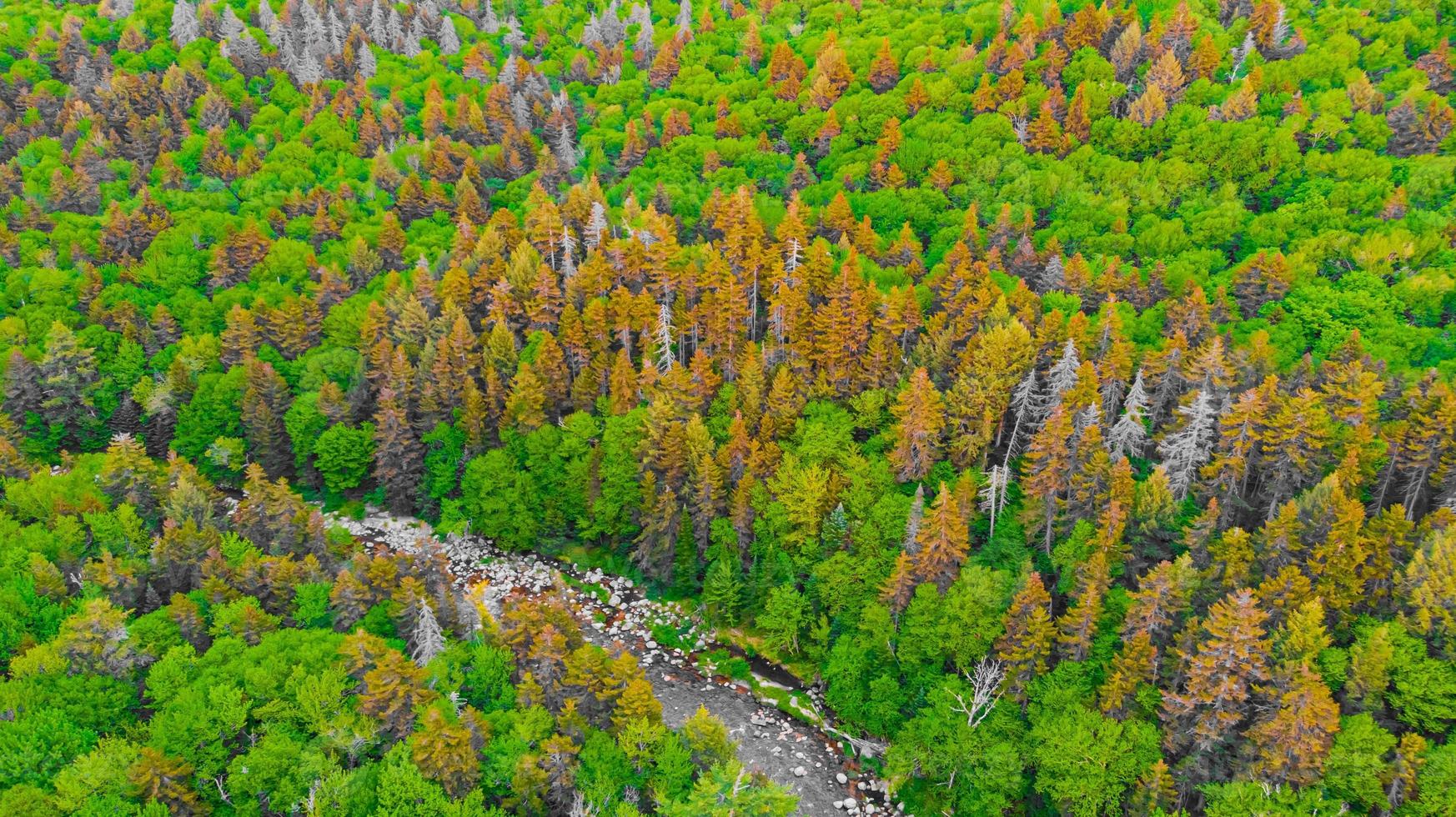 Ammonoosuc river and the Pine Trees near Mount Washington photo