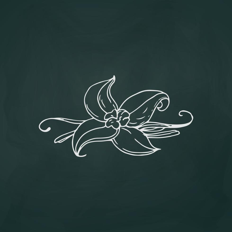 Vanilla flower thin white lines on a textural dark background - Vector