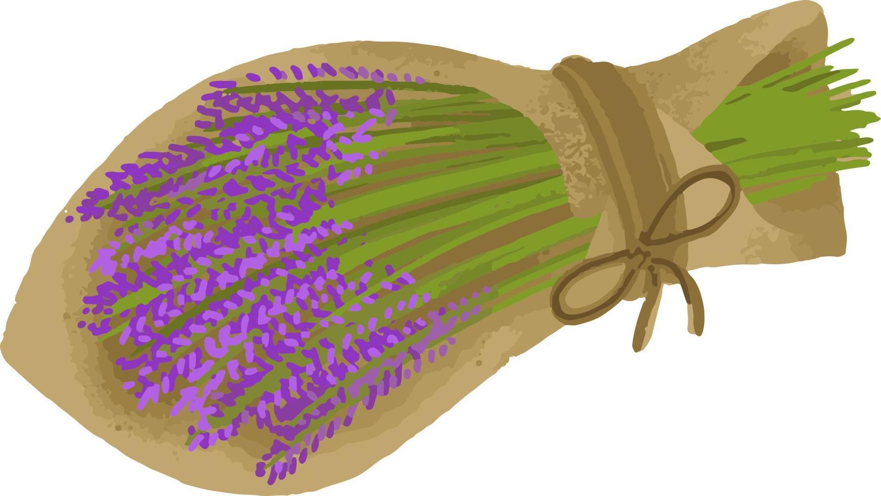 Ilustración de vector de ramo de lavanda dibujada a mano