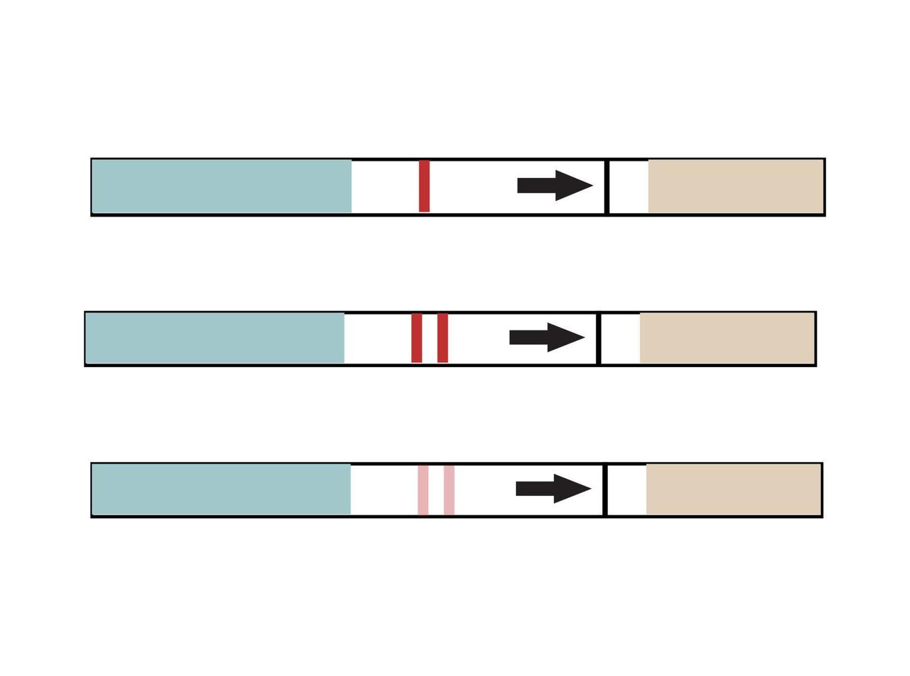 A pregnancy test wand with indicators. Unused, positive and negative. vector