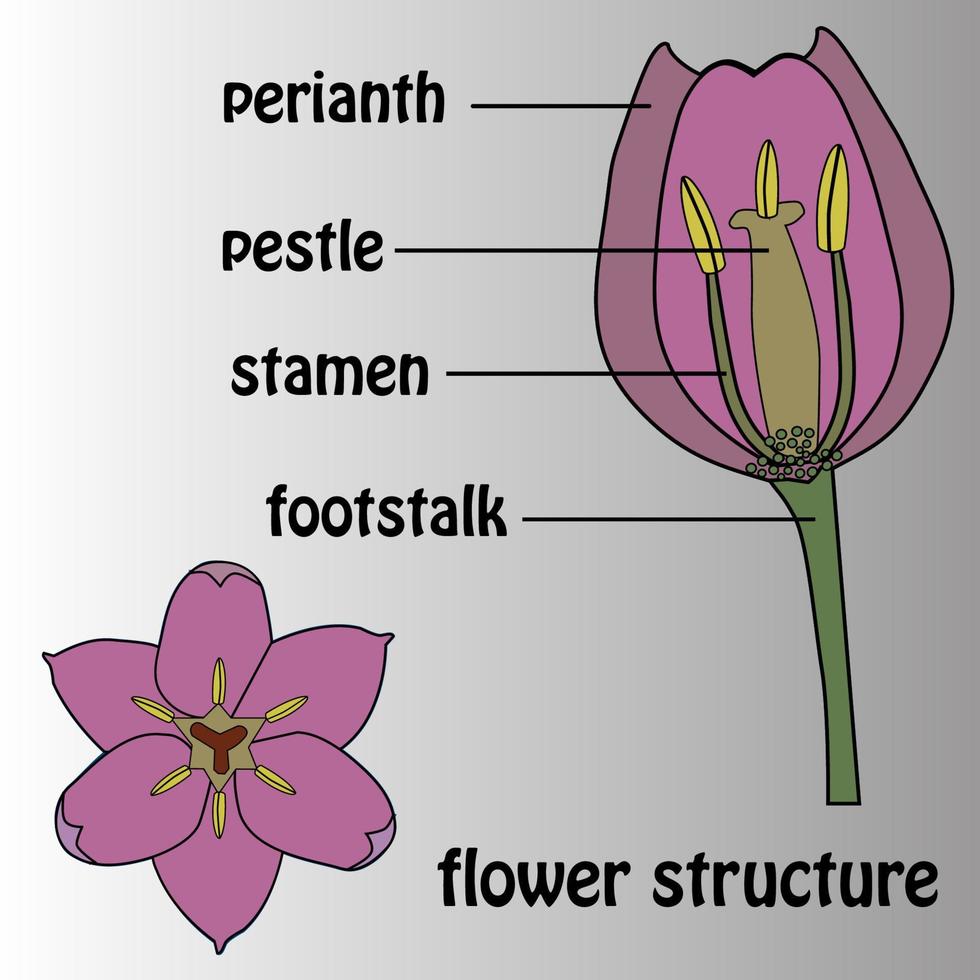 cartel sobre el tema de la estructura floral. botánica. vector