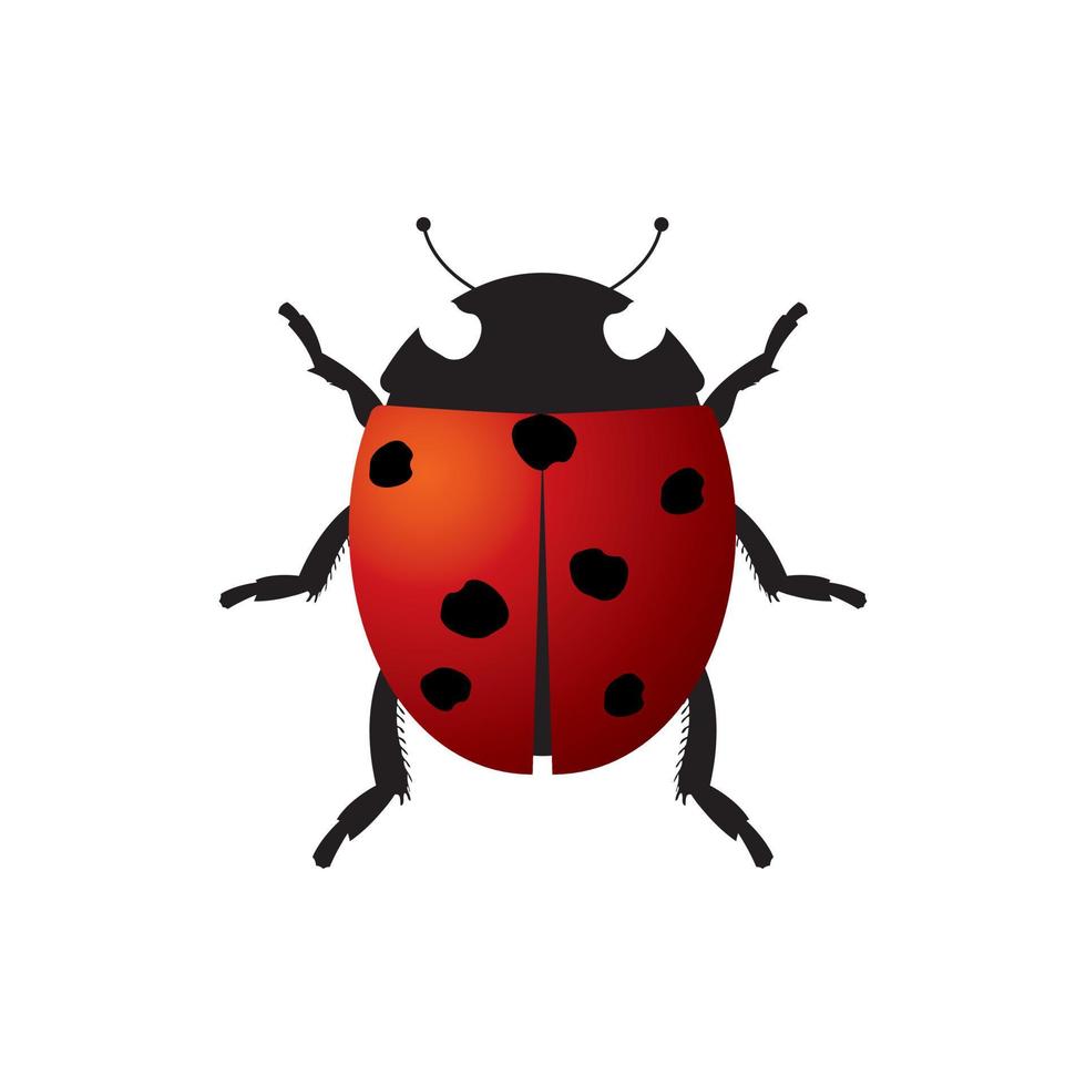 ladybug or coke beetle icon vector