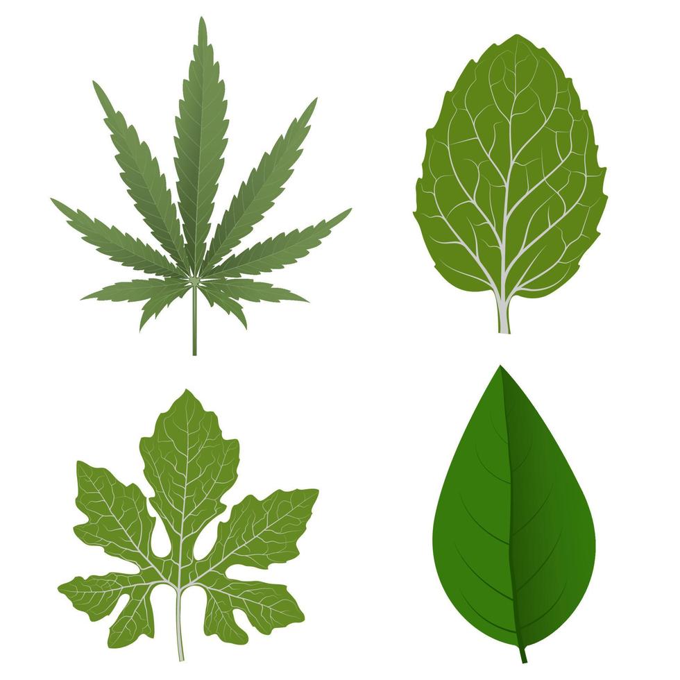 Green Leaves vector