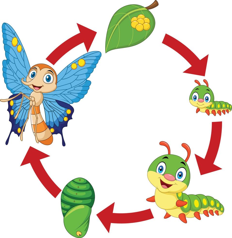 Illustration of butterfly life cycle vector