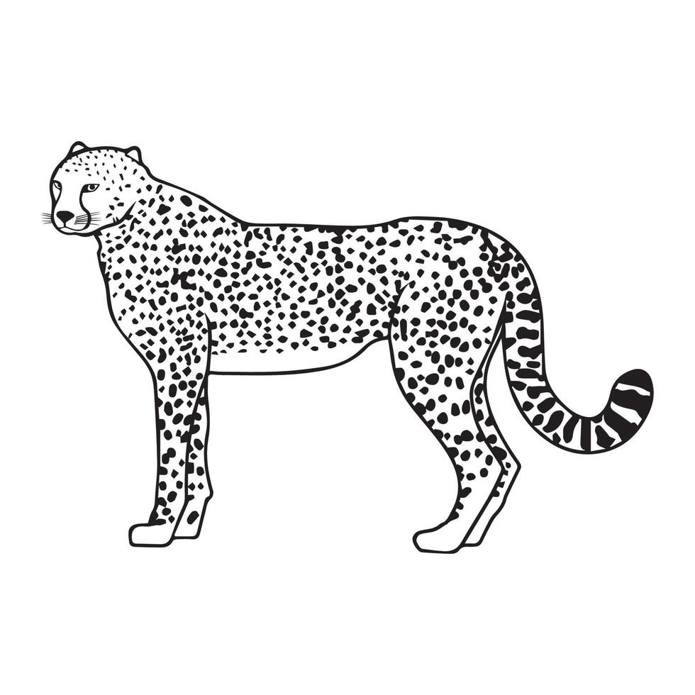 Cheetah Line Art vector