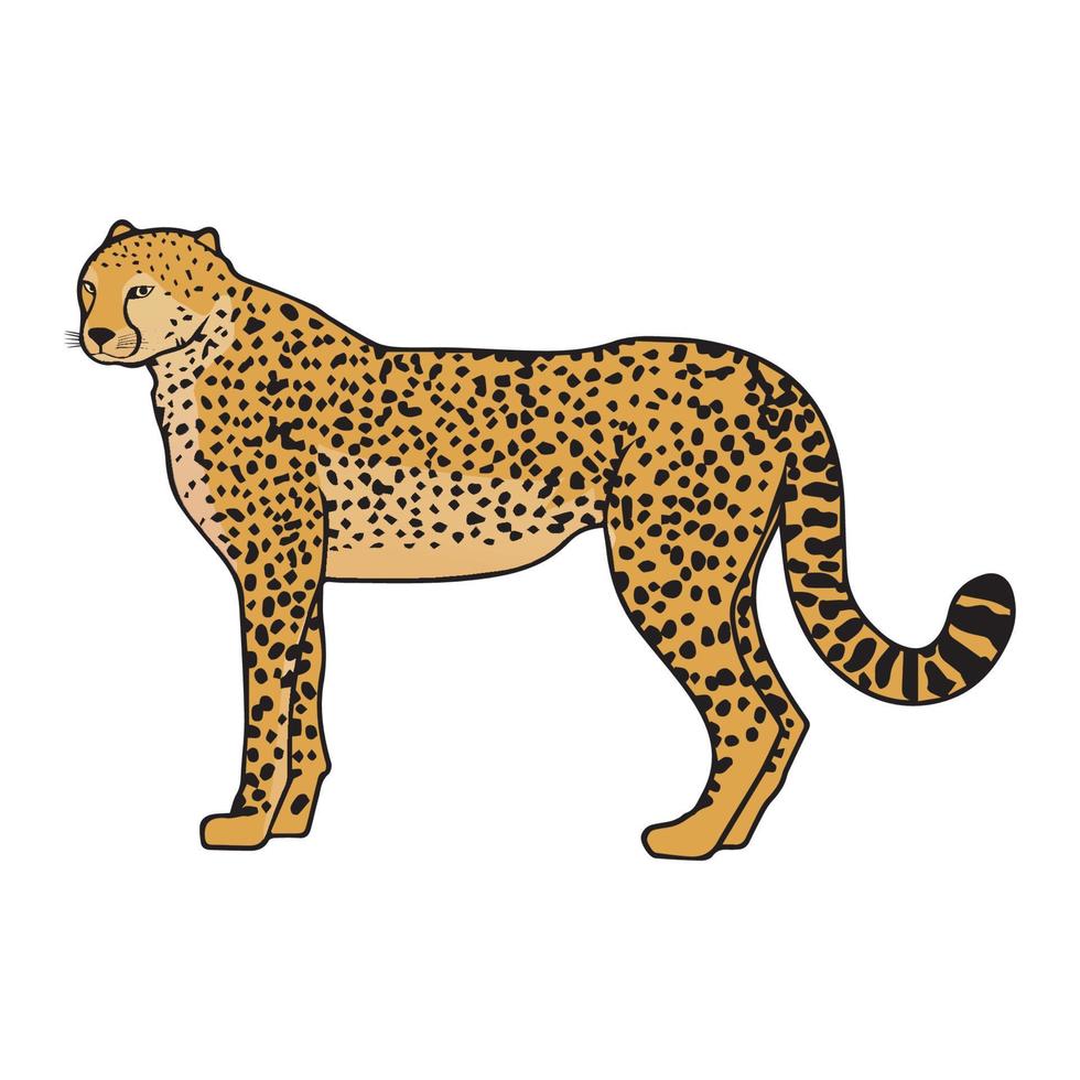 Cheetah Art illustration vector