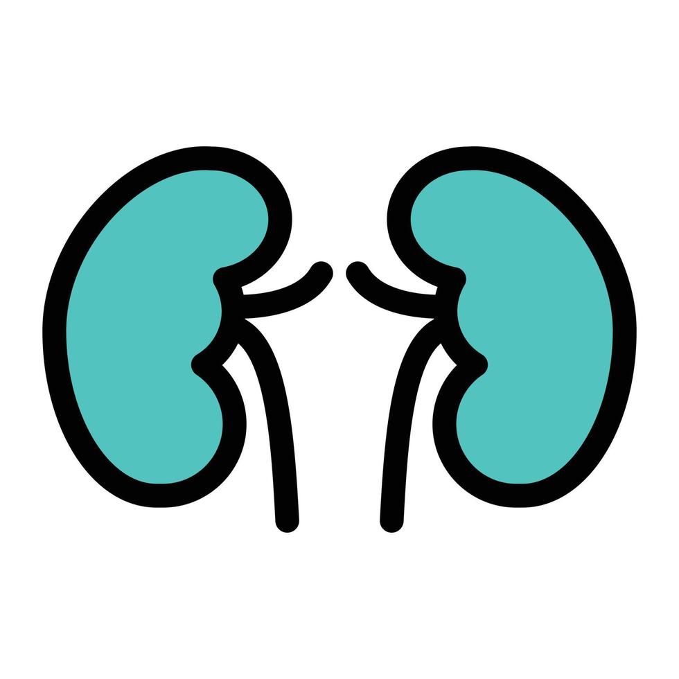 kidney vector illustration on a background.Premium quality symbols.vector icons for concept and graphic design.