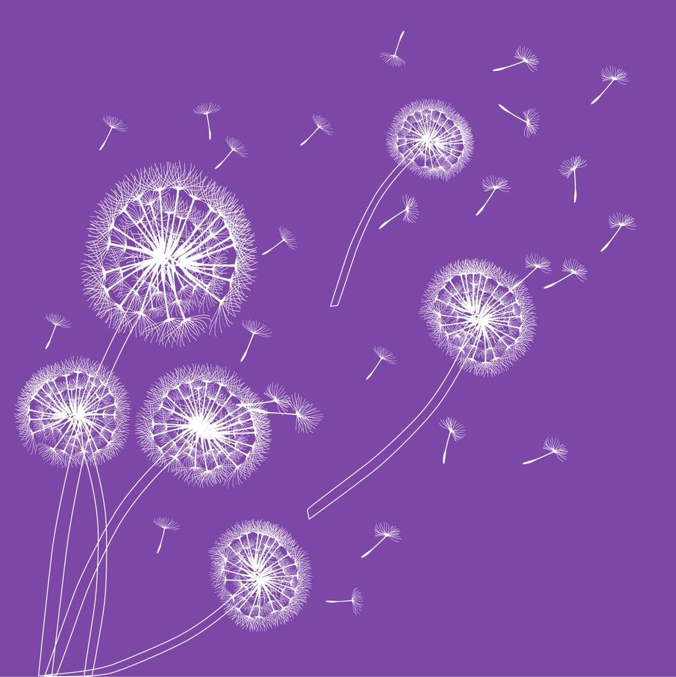 White dandelions with flying seeds on a purple background. vector