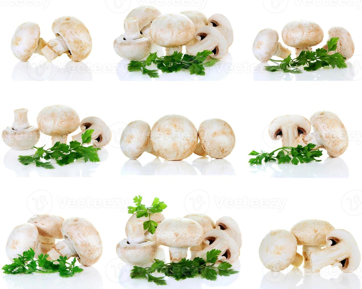 champignon mushroom and parsley photo