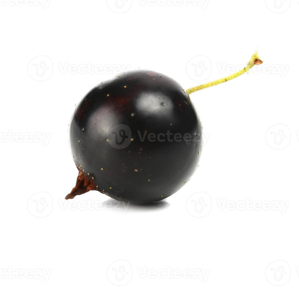 currants black barry photo