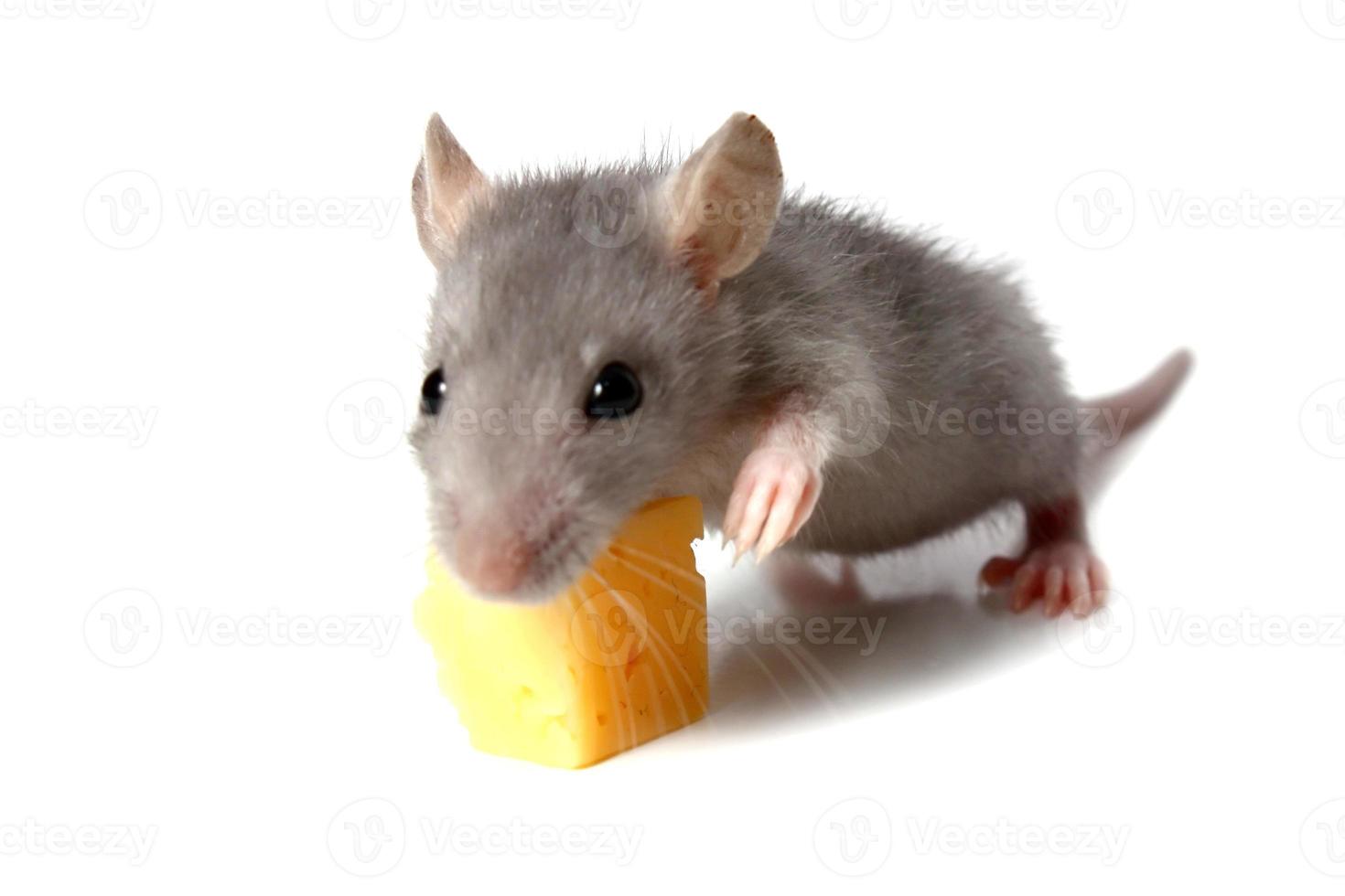 ratón y queso foto