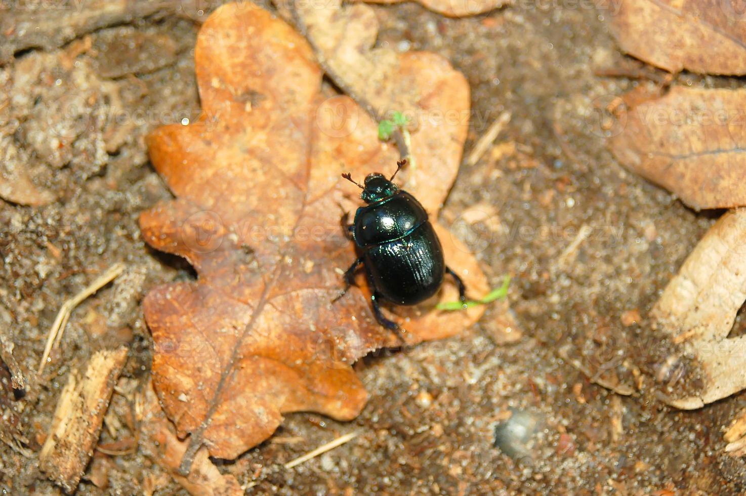 beetle nature pest photo