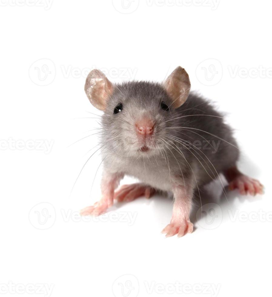 gray mouse pets photo