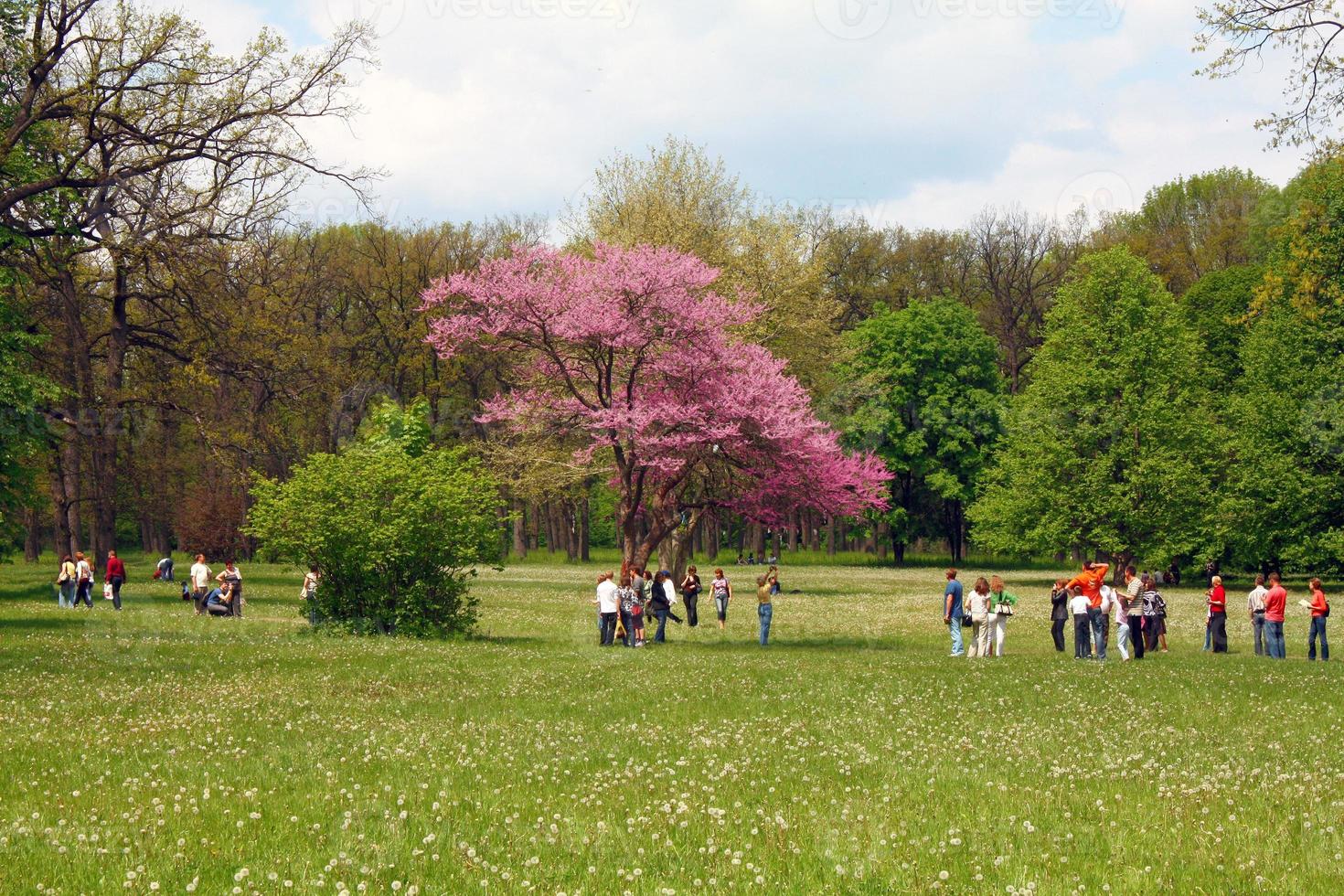 tree blossom and people photo