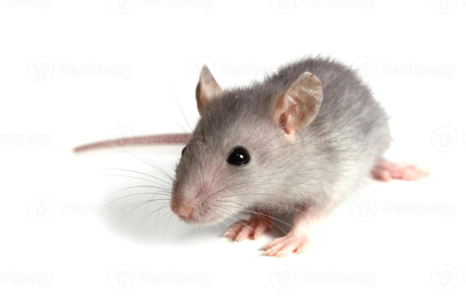 gray mouse pets photo