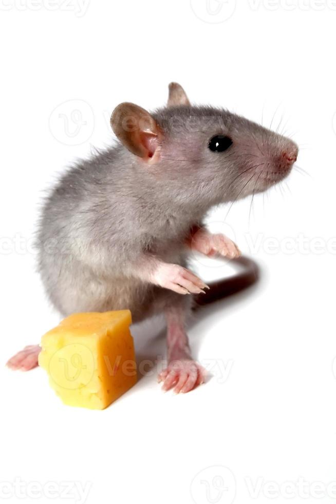 gray mouse and cheese photo