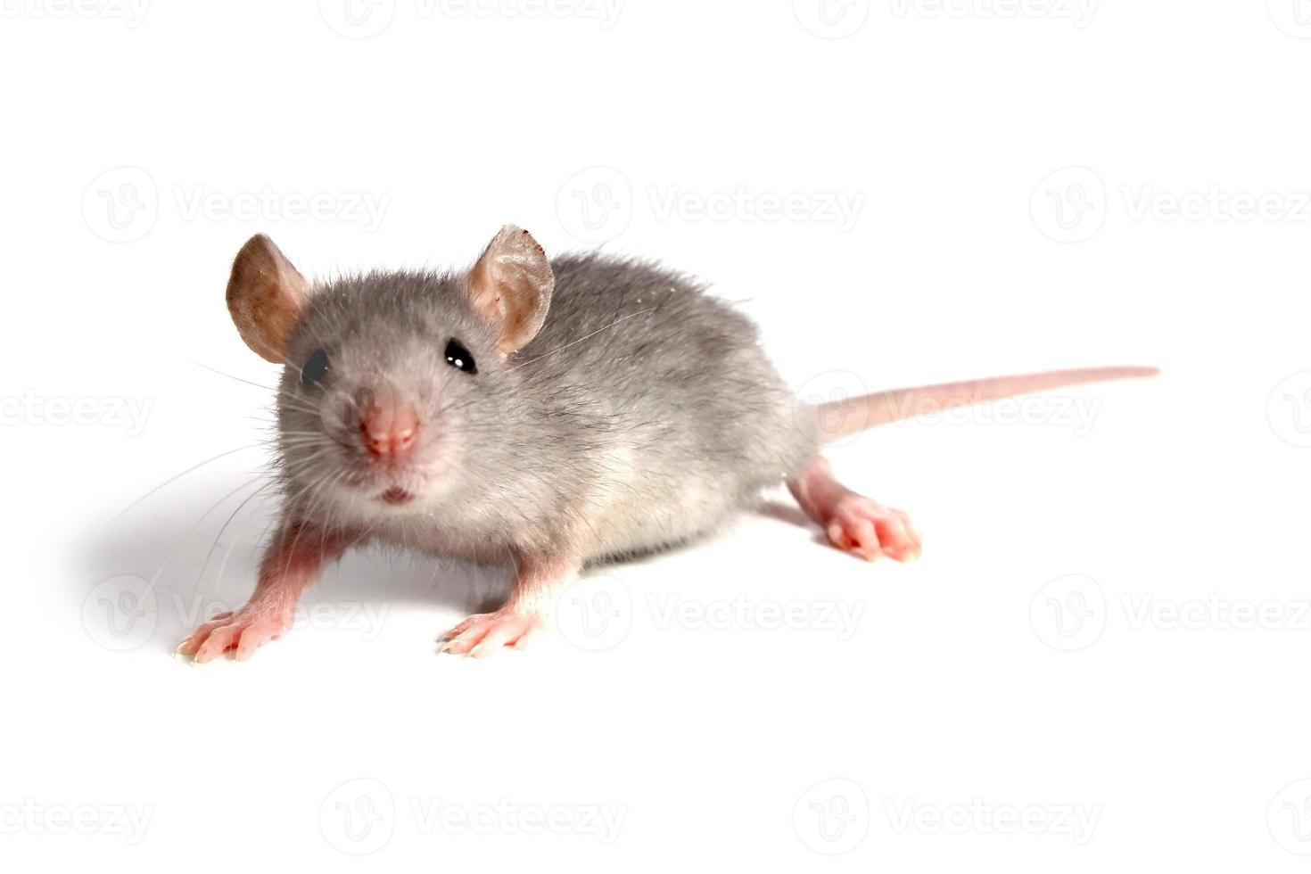 gray mouse pets photo