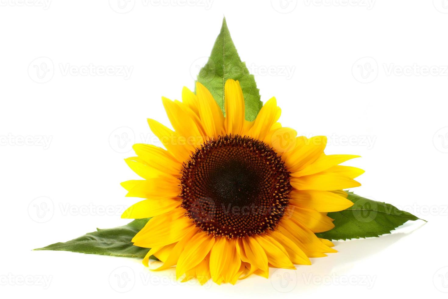 sunflower plant leaf photo