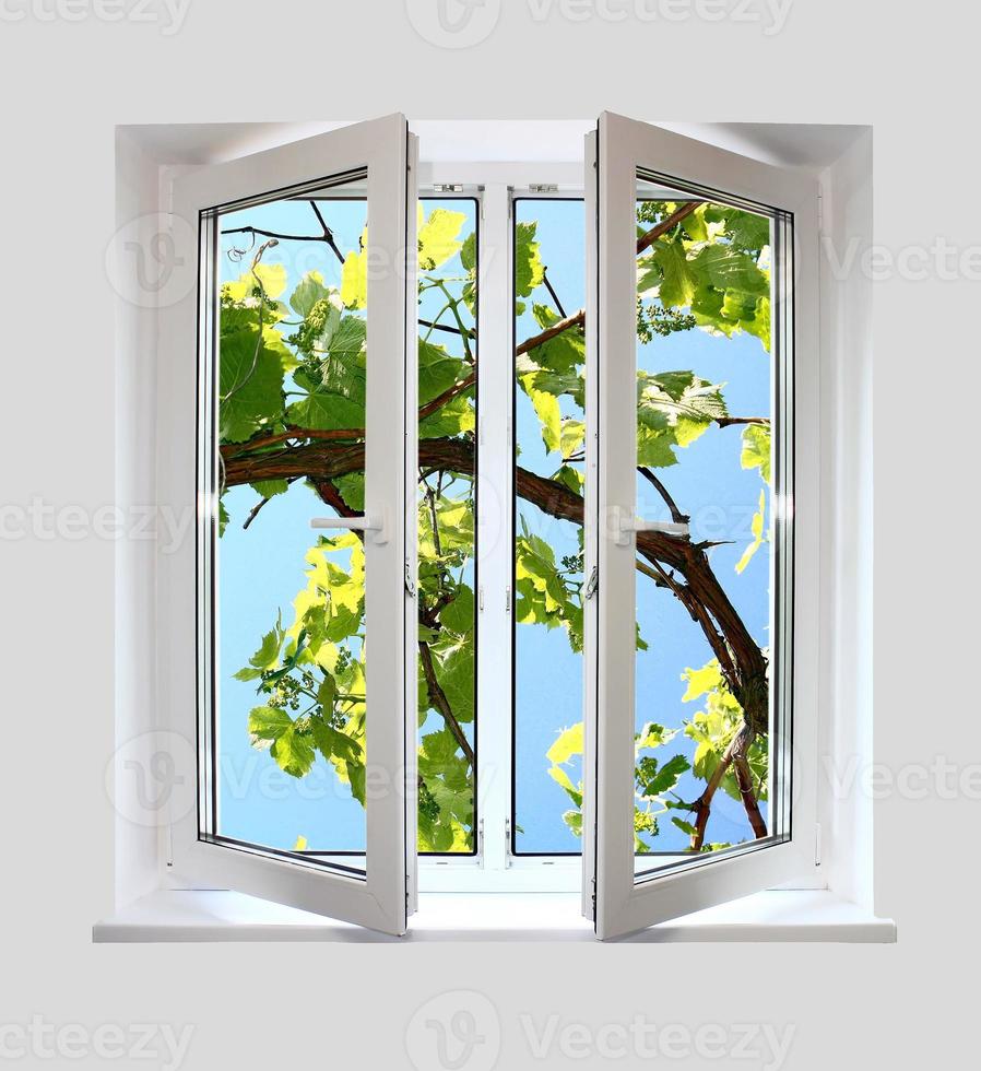 open plastic window with a kind on grape-vine photo