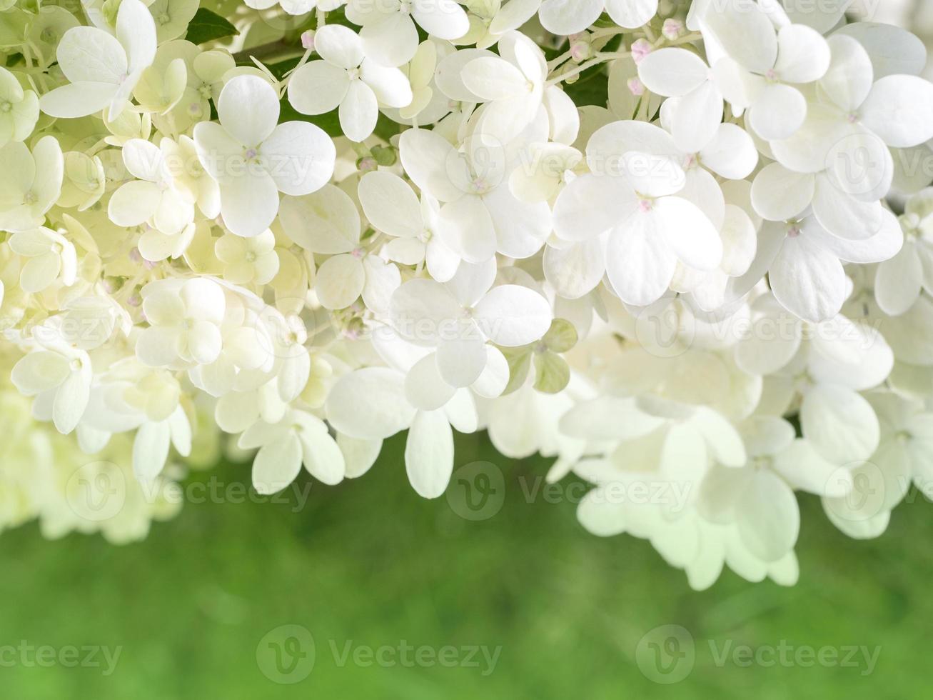 many small flowers of white hydrangea photo