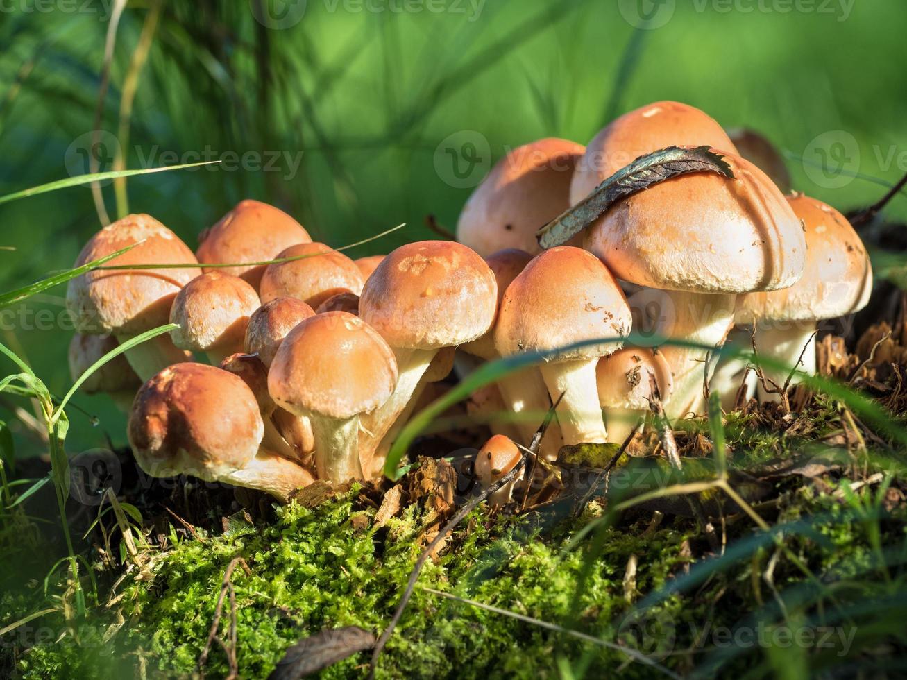 group of forest mushrooms photo