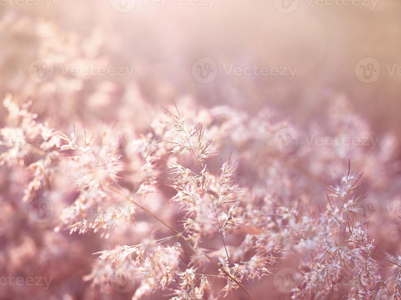 Blurry vintage meadow photo