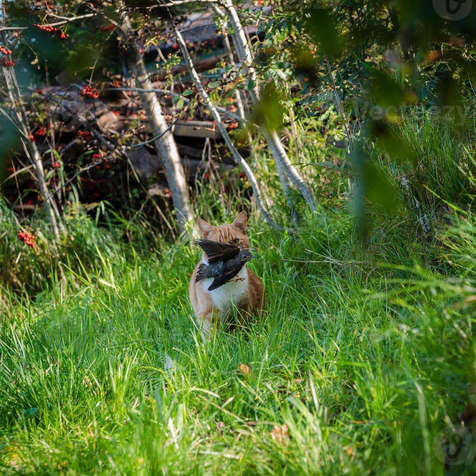 red cat carries in its jaws, caught the bird. The look of a predator in the camera photo