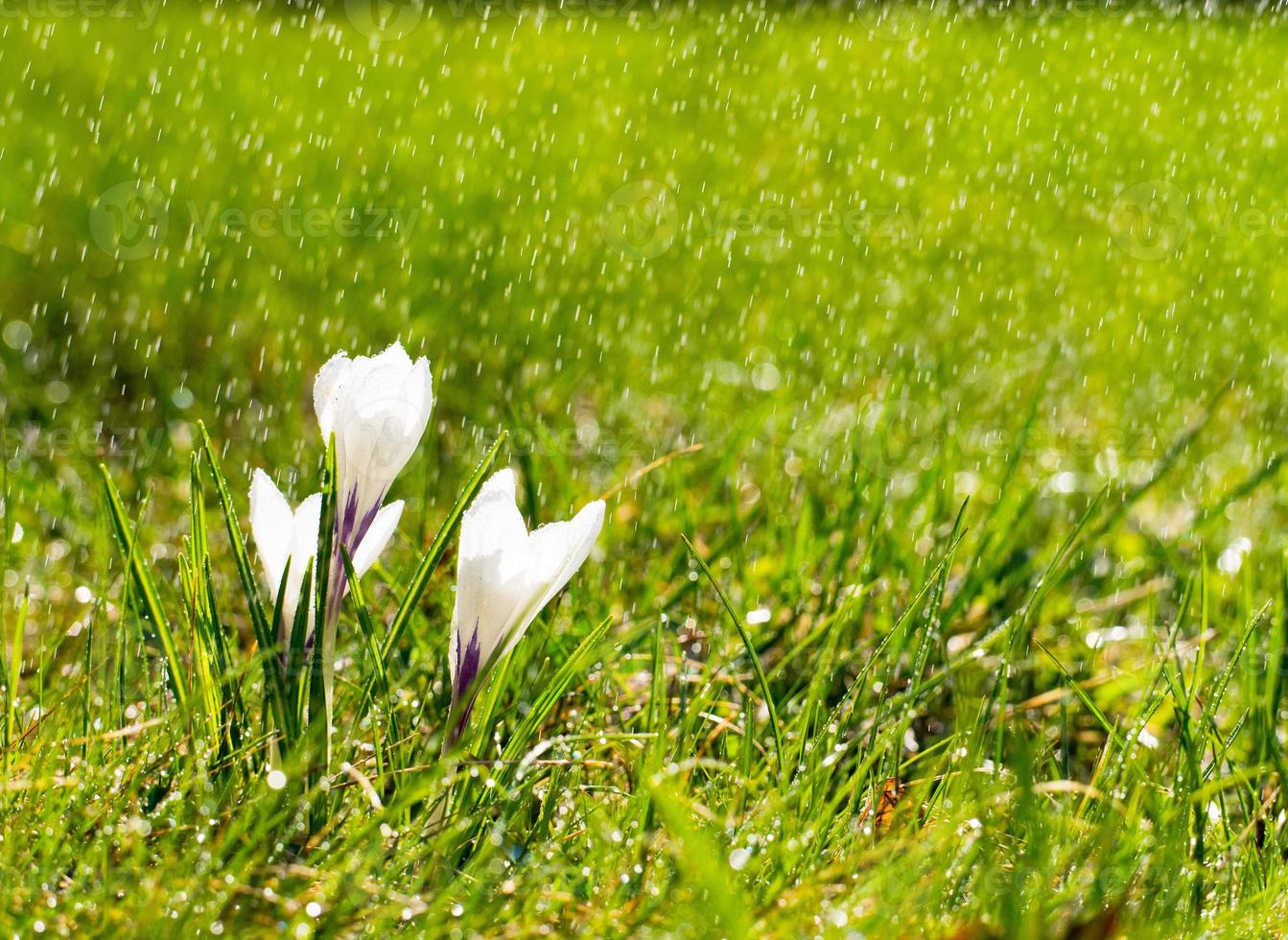 Crocus flowers on meadow in the sunshine in the rain photo