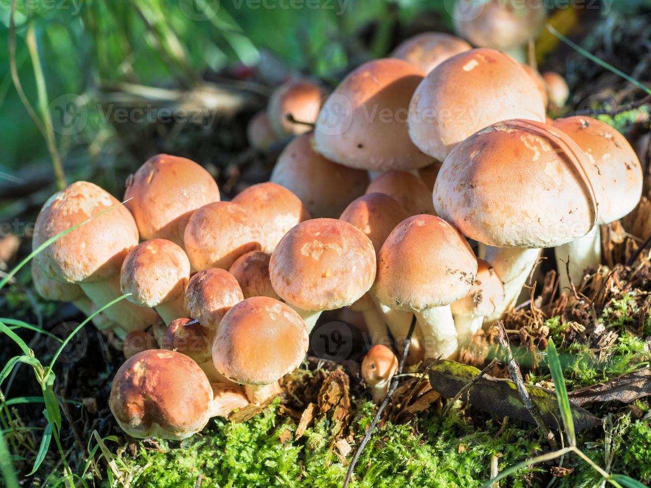 grupo de hongos del bosque foto