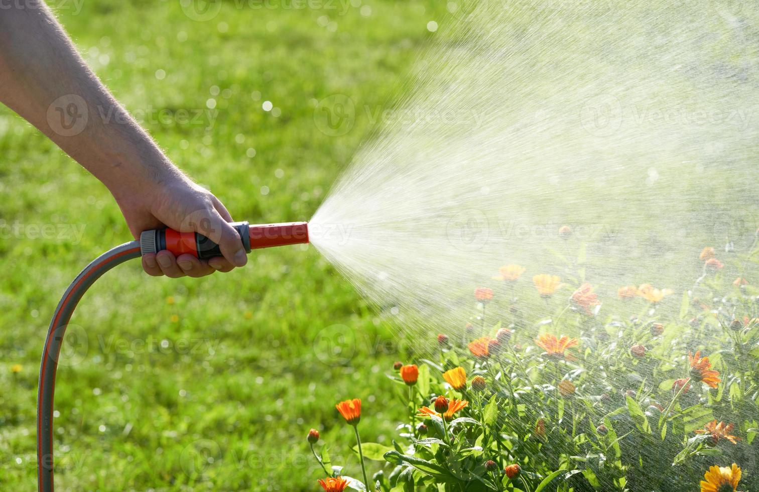 unrecognizable person waters flowers and plants with hose in home garden photo